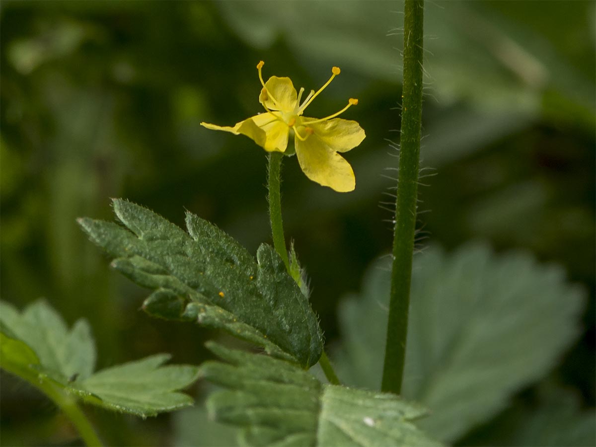 Aremonia agrimonoides